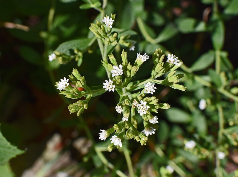 Puede incluir: Primer plano de flores blancas floreciendo en una planta de stevia verde. Las flores est&aacute;n agrupadas en peque&ntilde;os grupos.