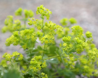 Könnte beinhalten: Nahaufnahme einer Gruppe kleiner, leuchtend grüner Blüten mit gelben Zentren. Die Blüten sind in voller Blüte und wachsen an einem grünen Stiel.
