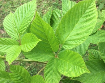 Blackberry Leaf Tea - Appalachian Mountains Wild Harvest