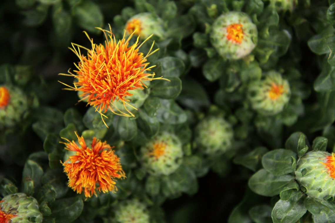 Safflower Seeds Grow Your Own Herbs Non GMO Pesticide Free Etsy