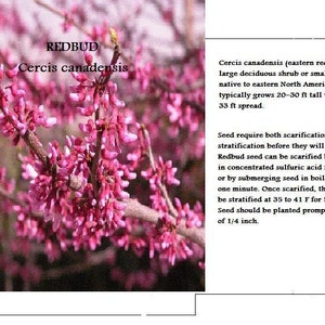 Redbud Tree seeds - Grow your own tree producing Springs most amazing Flowers!