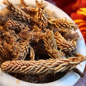 Pine Bud Tea - Wild Crafted Herb