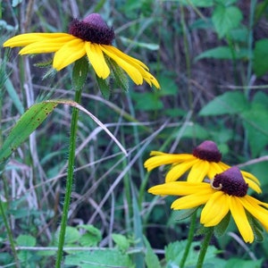 Black eyed Susan Seeds - Wild Harvested Non GMO Seed for Planting