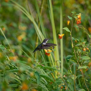 May include: A green hummingbird with a long beak hovers near a cluster of orange and yellow flowers. The flowers are surrounded by green foliage.