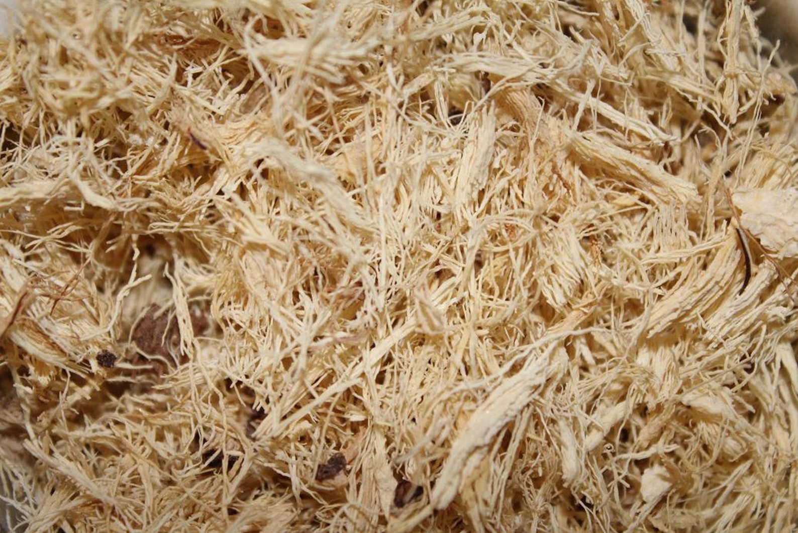 Yuma Root Yucca Root Herb - Appalachian Mountains Wild Crafted Roots - Etsy