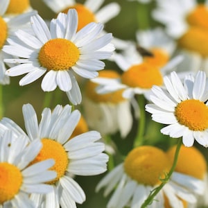 Chamomile Seeds - Grow your own Herbs !