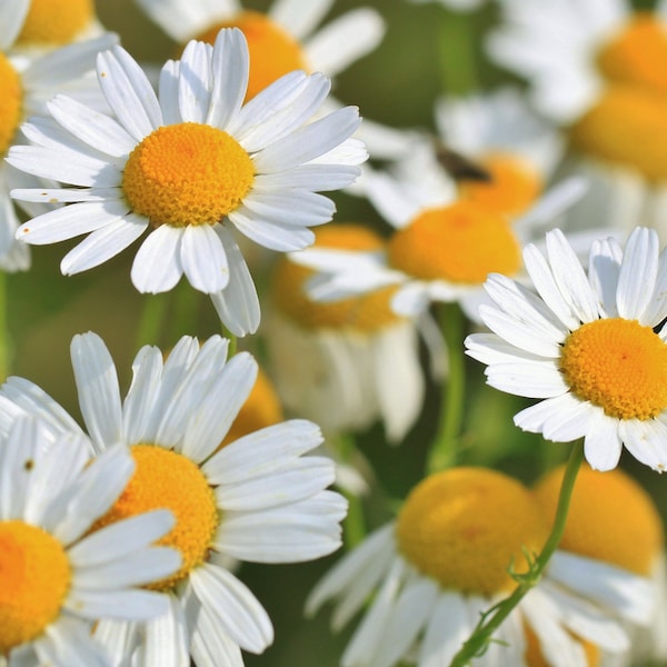 Chamomile Seeds - Grow your own Herbs !