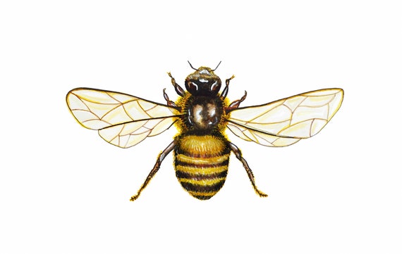Honey Bee Watercolor Print Bee Art Bee Illustration Etsy