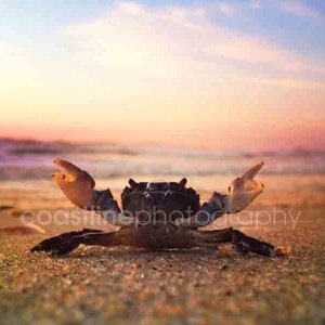 Jersey Shore Print, Beach, Crab, Ocean Photography Sunset, Ocean Photography, Sunrise Photography, New Jersey Shore, NJ beaches