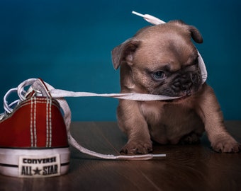 Converse French Bull Dog Puppy Print