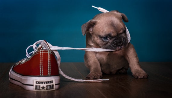 dog print converse