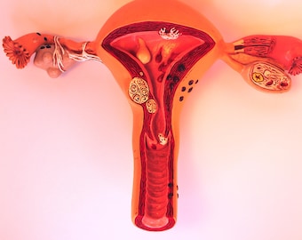 Útero de plástico, órgano reproductor femenino, modelo científico antiguo