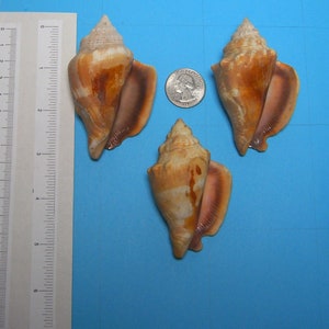 May include: Three seashells, two are light brown with a darker brown lip, and one is a lighter brown with a pink lip. The shells are arranged on a blue surface with a ruler in the background.