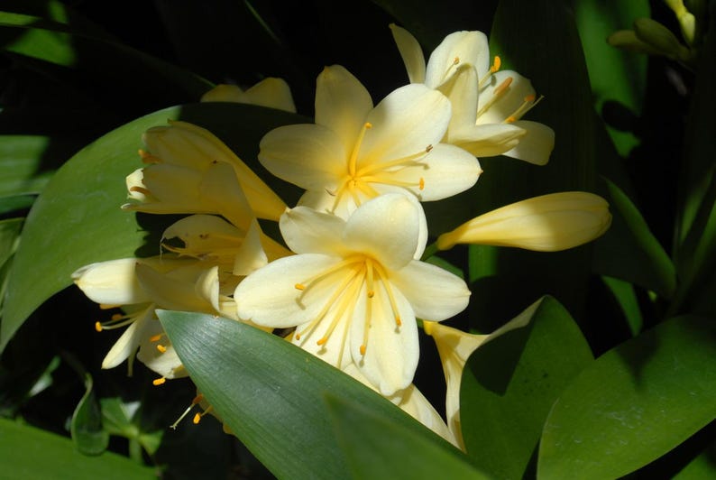 May include: A cluster of pale yellow flowers with yellow centers bloom against a backdrop of dark green leaves.