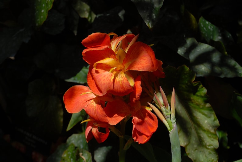 May include: A cluster of orange and yellow canna lilies with ruffled petals against a dark green background.