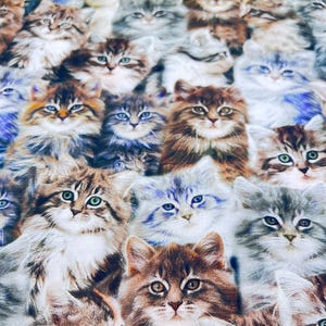 Puede incluir: Un primer plano de una tela con un patrón repetido de muchos gatitos lindos con diferentes colores y patrones de pelaje. Los gatitos miran a la cámara con ojos grandes y curiosos.