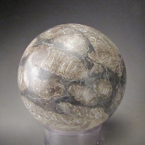 Stomatolite Fossil Sphere