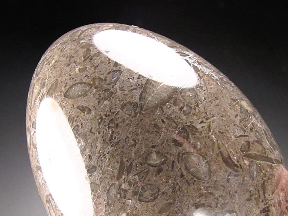 Fossiliferous Limestone Egg Etsy