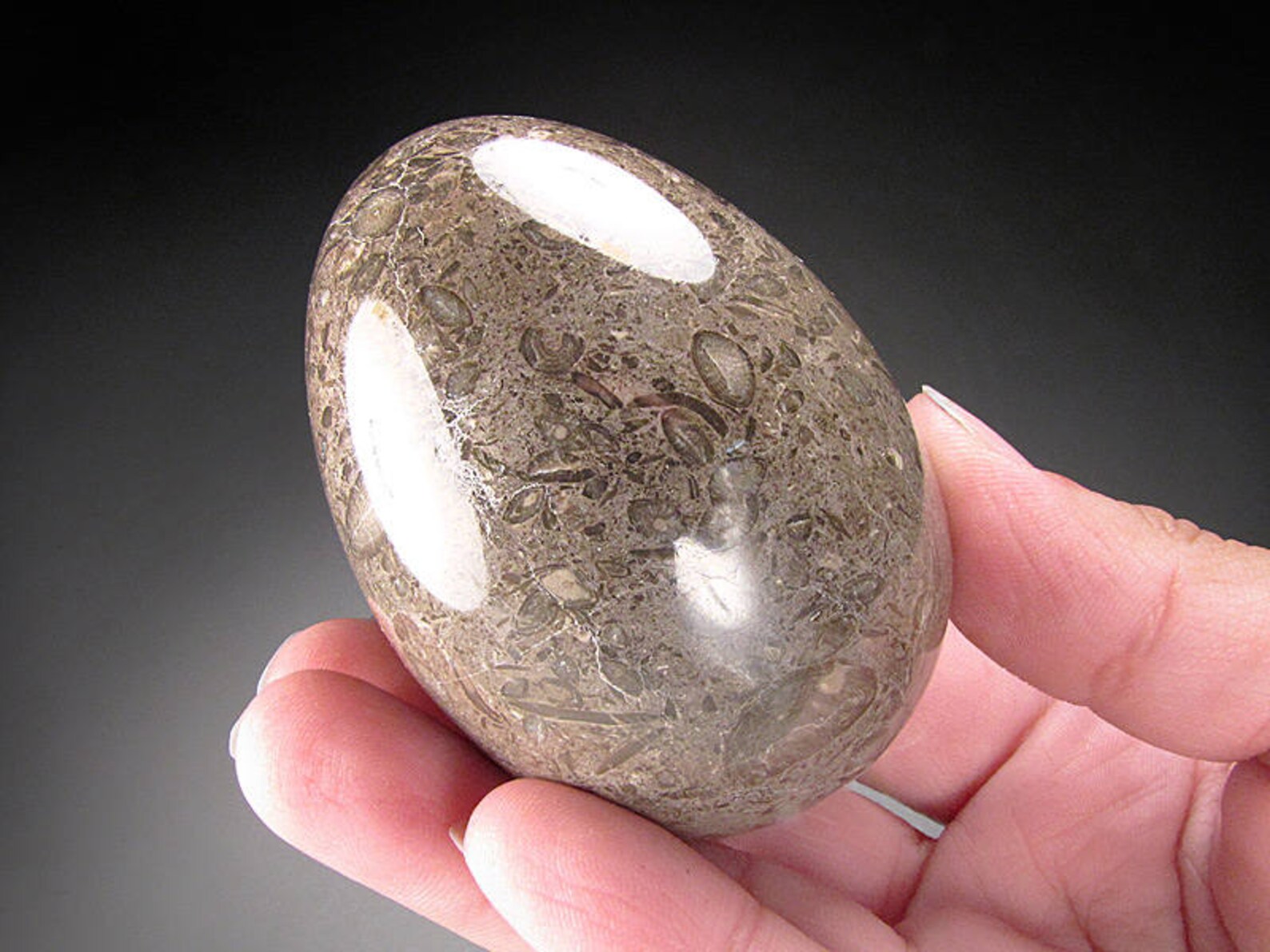 Fossiliferous Limestone Egg Etsy