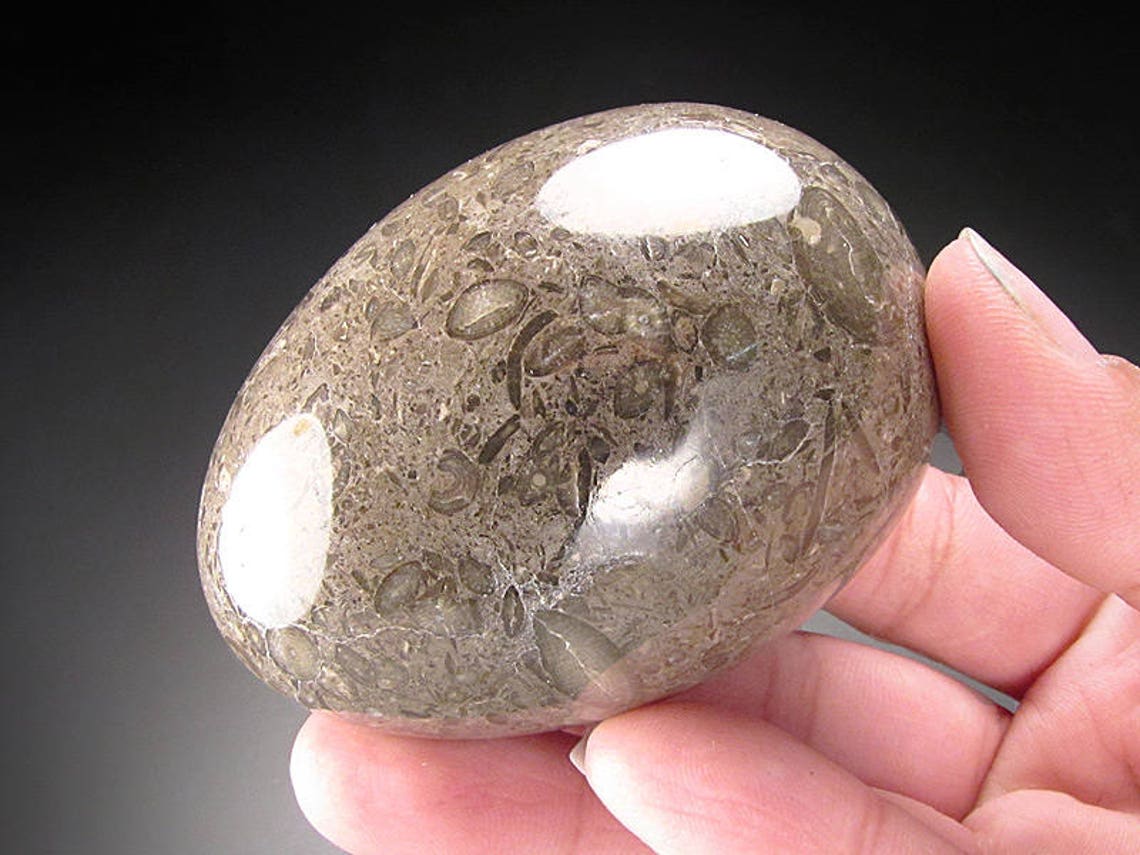 Fossiliferous Limestone Egg Etsy