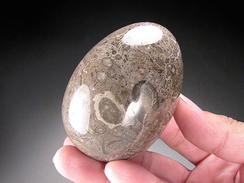 Fossiliferous Limestone Egg Etsy
