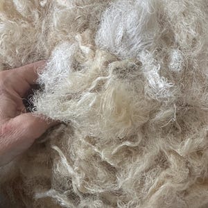 May include: A pile of white and cream colored wool fibers. The fibers are soft and fluffy, and they are perfect for spinning or felting.