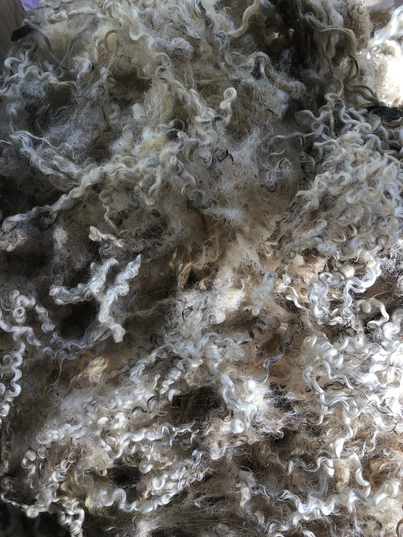 TEESWATER FLEECE 7 locks Raw fleece stunning white Etsy