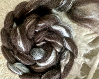 May include: Close-up of a dark brown and white wool roving, arranged in a spiral pattern. The wool has a soft, textured appearance, with strands of white and gray interspersed throughout. The roving is likely used for fiber art projects.