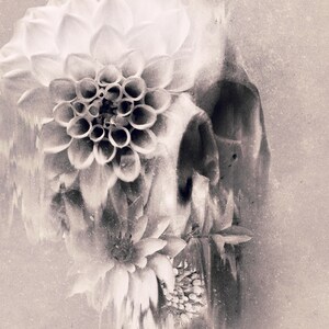May include: Black and white artistic image of a skull formed by overlapping dahlia flowers. The flowers have multiple layers of petals, with a detailed center. The image has a vintage, textured effect, with soft shadows and highlights.