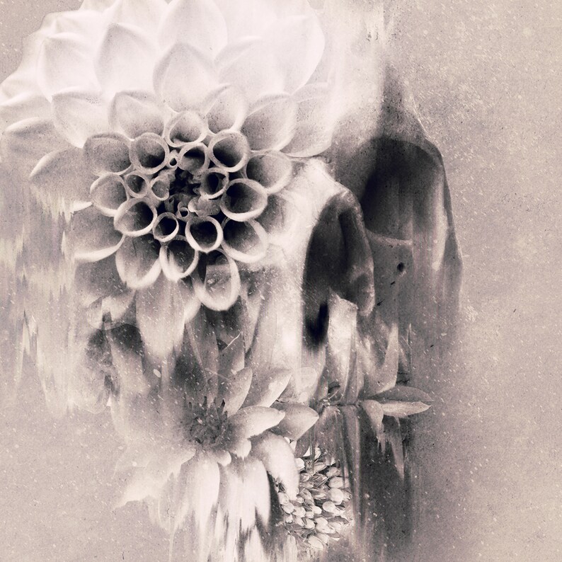 May include: Black and white artistic image of a skull formed by overlapping dahlia flowers. The flowers have multiple layers of petals, with a detailed center. The image has a vintage, textured effect, with soft shadows and highlights.