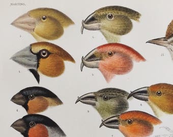 1901 Scarce Antique Chromolithograph of Drawings by Hermann Schlegel Finches; Crossbill; Larks