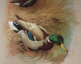 1965 Vintage Print Mallard Ducks; Basil Ede; Birds of Town and Village