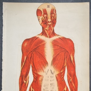 c1900 Ex libris médico antiguo desplegable del cuerpo humano (músculos; huesos; esqueleto; venas; piel; órganos)