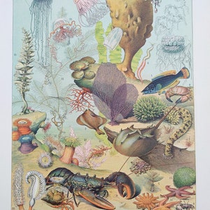 c1894 Antique French Chromolithograph Sea creatures, Fish, Plants, Crustaceans Larousse Illustré Encyclopedia