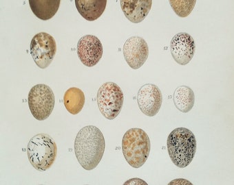 1898 Original Antique Print • Bird Eggs • Lithograph • Ornithology • Egg print • Easter