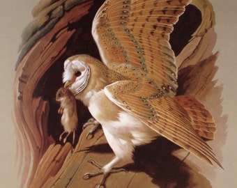1965 Vintage Print Barn Owl; Basil Ede; Birds of Town and Village