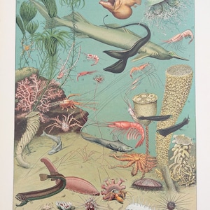 c1894 アンティーク フランス クロモリトグラフ 海の生物、魚、植物、甲殻類 ラルース イラストレ百科事典