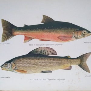 1904 Original Antique Print • The Grayling; The Char • Fresh-water Fishing • Angling • Lithograph • Field sports