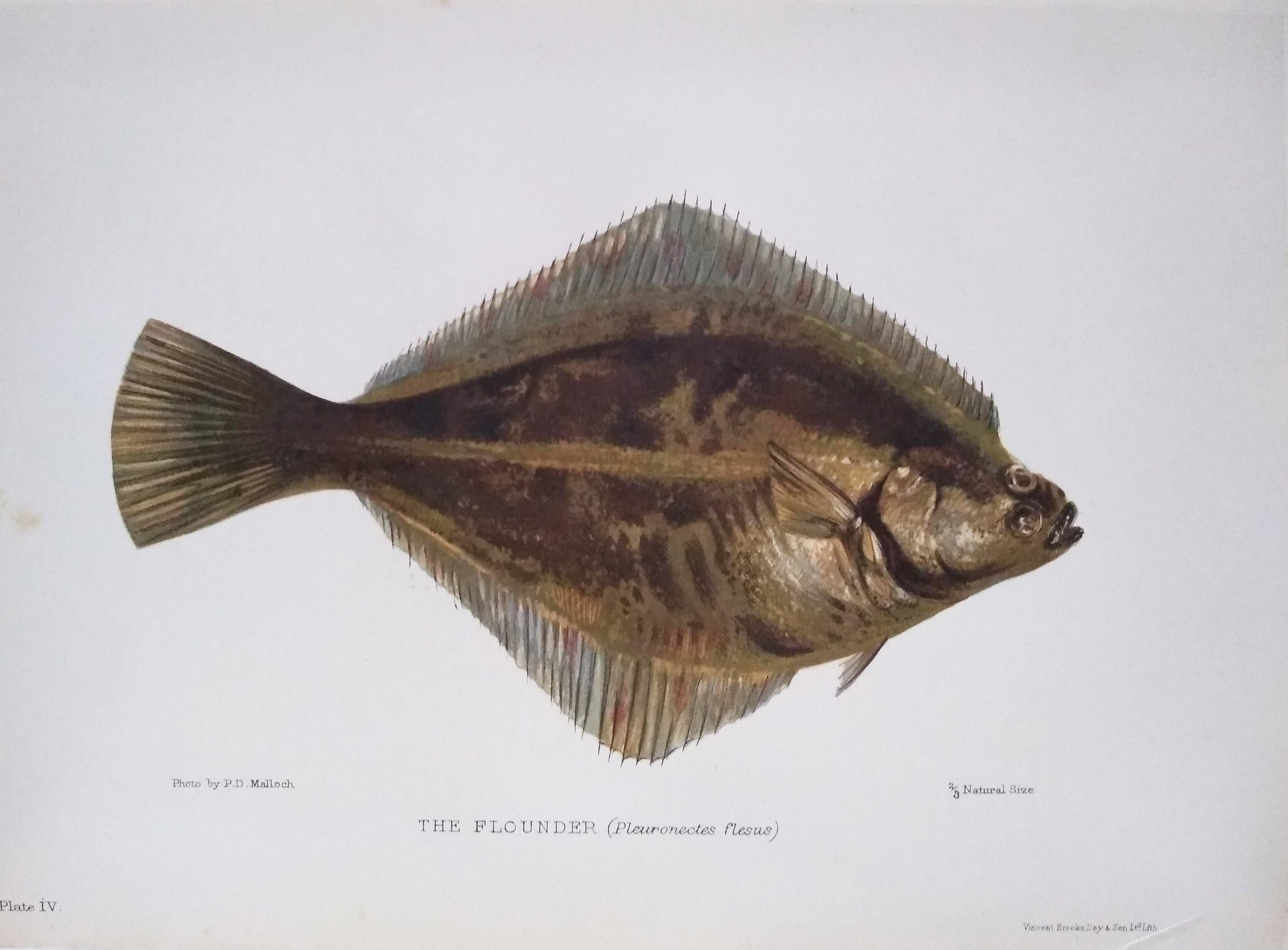 1904 Antique Print 'the Flounder' From British Fresh Water Fish Sir