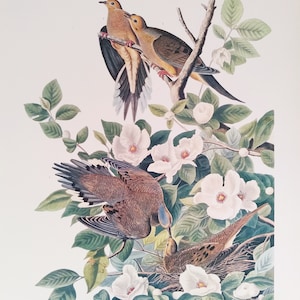 May include: A detailed illustration of Carolina Doves, Columba Carolinensis, perched on a branch amidst white flowers and green leaves. Two doves sit together, while others are shown in a nest. The artwork features a soft colour palette.