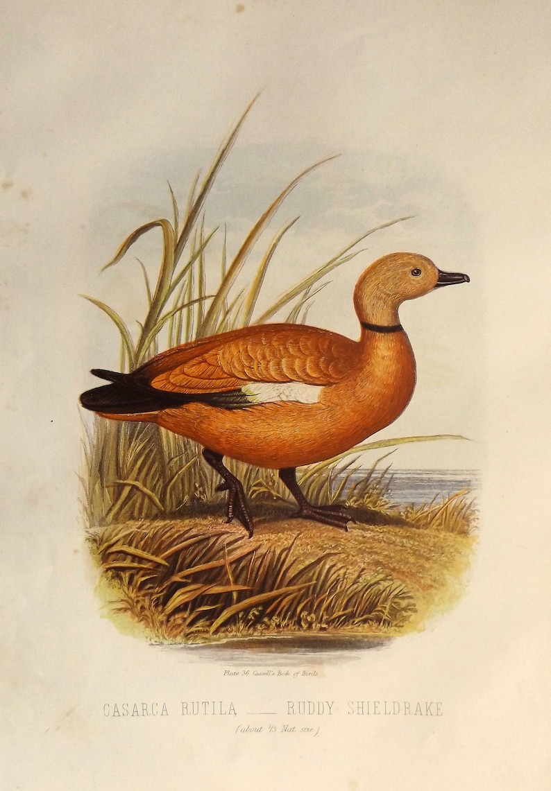 May include: A detailed illustration of a ruddy sheldrake, a type of duck with a bright orange body, black wings, and a long, slender neck. The bird is perched on a bed of brown grass and reeds, with a hint of water in the background. The illustration is labeled "Casarca rutila - Ruddy Sheldrake (about 1/3 Nat. size)"