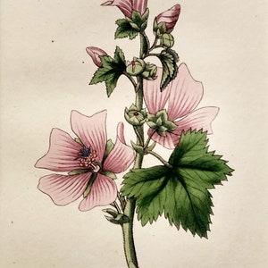 1816 Rare Antique Print Common Mallow by Richard Duppa Classes & Orders Linnaean System Botany Copper Engraving Hand Coloured