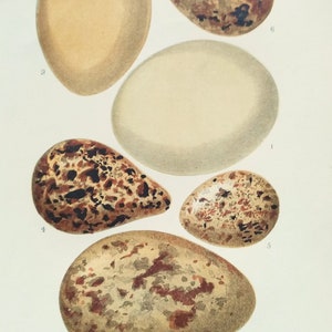 May include: A vintage illustration of six different bird eggs. The eggs are depicted in various shades of brown, white, and gray with brown spots. The illustration is labeled with the names of the birds: Heron, Bittern, Curlew, Redshank, Common Sandpiper, and Ruff.