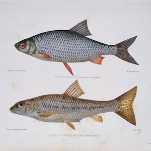 Può includere: Un'illustrazione antica di due pesci, la scardola e il ghiozzo, su sfondo bianco. La scardola è argentata con pinne rosse, e il ghiozzo è marrone. Il testo include i nomi dei pesci e i nomi scientifici.