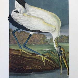 1946 Vintage Vogel Druck Holz Ibis; J J Audubon&#39;s American Birds Chromolithograph