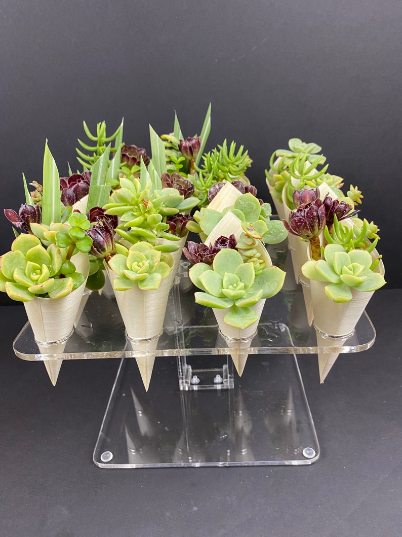 McChi acrylic tray hold 16 charcuterie or succulent cones image 4