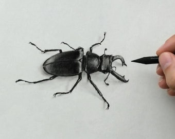 Insects Drawing Original Charcoal Pencil Artwork - Series of Insect Drawings
