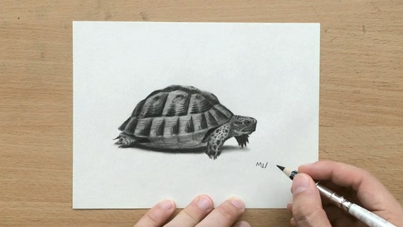 亀の絵 オリジナル木炭鉛筆アートワーク 亀 - Etsy 日本