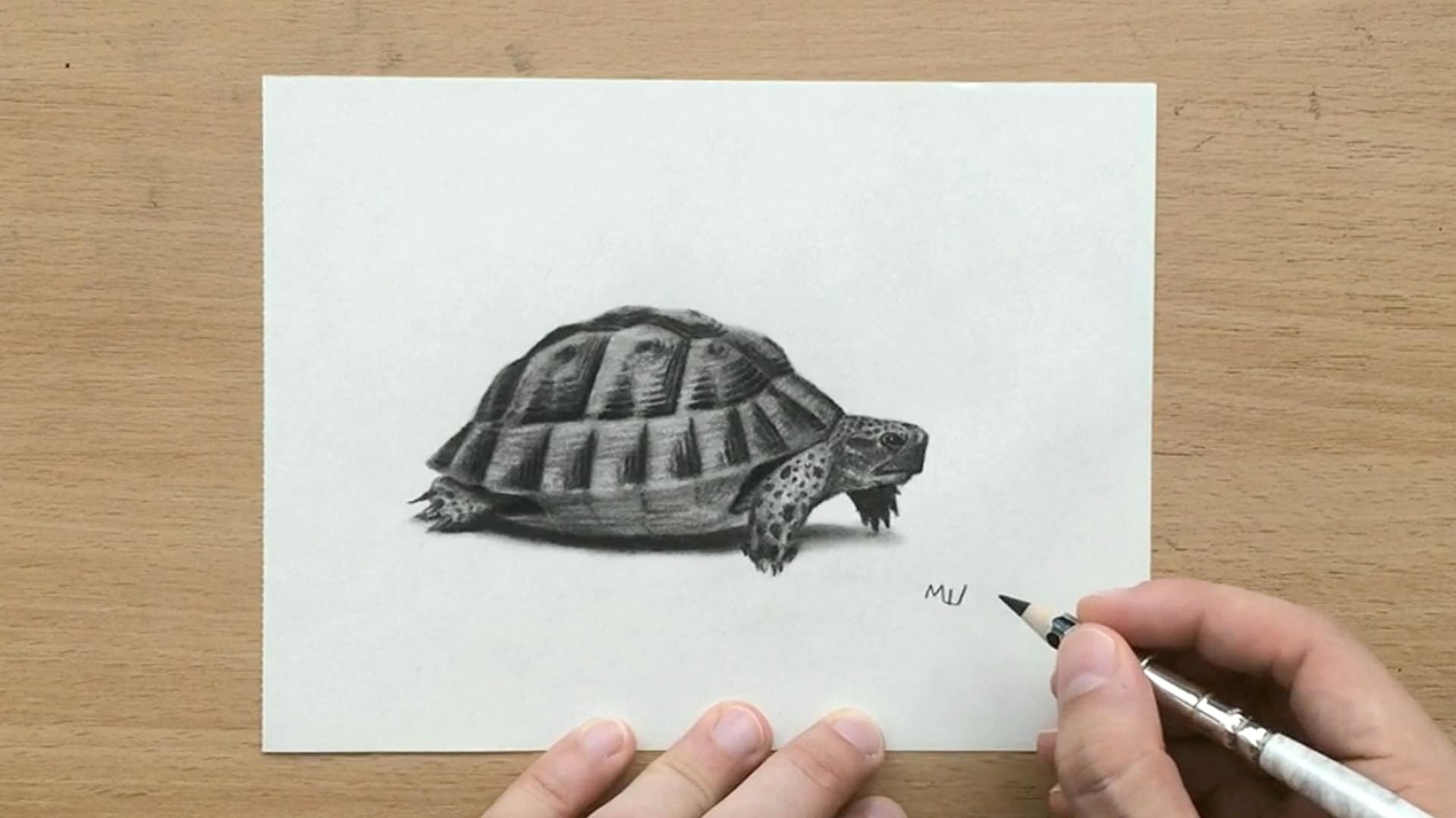 亀の絵 オリジナル木炭鉛筆アートワーク 亀 - Etsy 日本