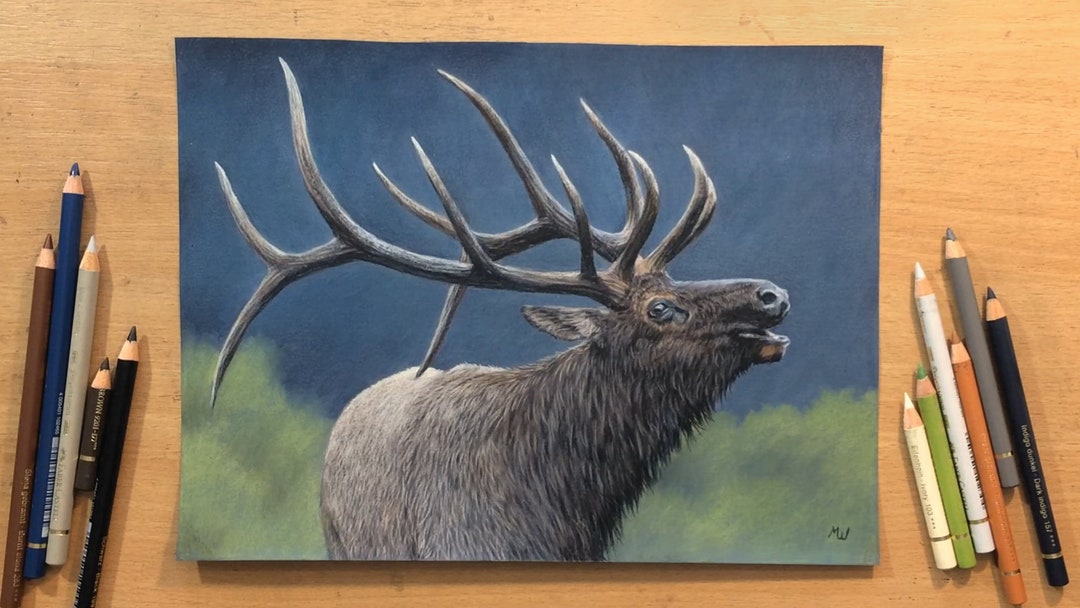 Elk Original Drawing Colored Pencil Artwork - Wildlife Art - Etsy